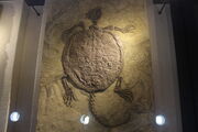Fossil of Manchurochelys.jpg