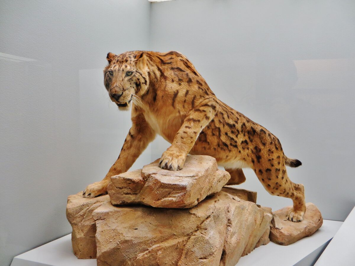 Смилодон леопард