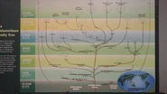20190909 144903.jpg (664 KB) Proboscidean family tree at the La Brea Tar Pits.