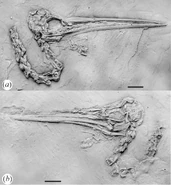 referred specimen of Aenigmatorhynchus