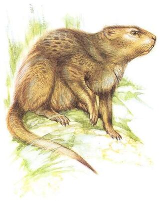 Mesodma