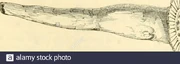The-animal-kingdom-arranged-after-its-organization-forming-a-natural-history-of-animals-and-an-introduction-to-comparative-anatomy-first-teredinalam-has-a-little-spoon-shaped-cavity-in-each-valve-and-a-little-loose