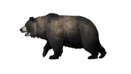 Ursus spelaeus in Prehistoric Kingdom.