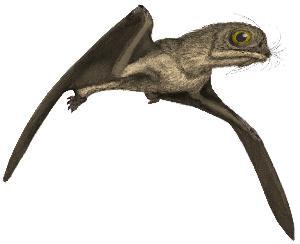 Sorry for spamming weird pterosaurs, but heres Anurognathus, a