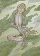 Leptoropha novojilovi.