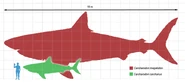 Megalodon-scale.png (55 KB)