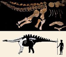 Miragaia holotype