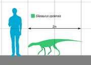 1200px-Silesaurus Scale.svg