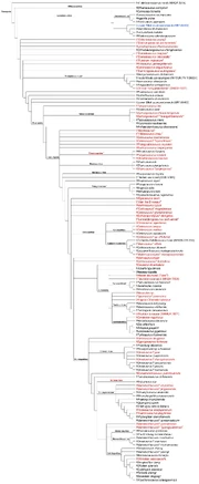 Sauropoda Cladogram