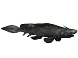 Xenacanthus