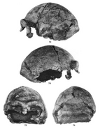 Homo erectus cranium.