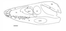 Kayentasuchus skull