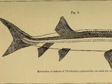 Chondrosteus
