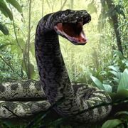 Nmnh-titanoboa