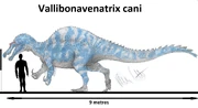Vallibonavenatrix estimated at under 8