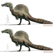 Spinosaurus specimens ( MSNM-V & FSAC K-K Subadult") by Gabriel Ugueto