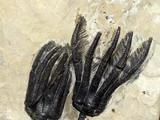 Crinoidea