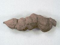 Coprolite