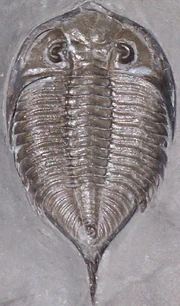 Dalmanites limulurus Silurian