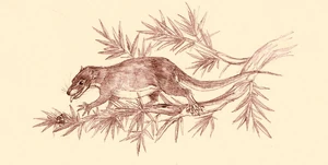 Acristatherium yanensis by kahless28-d34r8n6