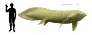 Neoceratodus