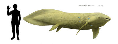 Neoceratodus