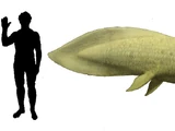 Neoceratodus
