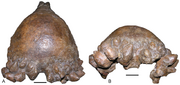 Pachycephalosaurus skull