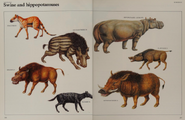 Swine and hippopotamus collection