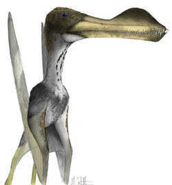 Coloborhynchus