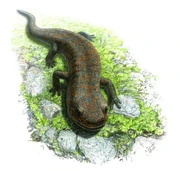 Illustration of Shirerpeton isajii