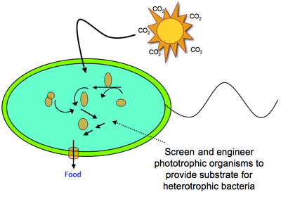 Phototroph