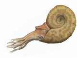 Gaudryceras