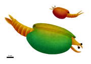 Perspicaris
