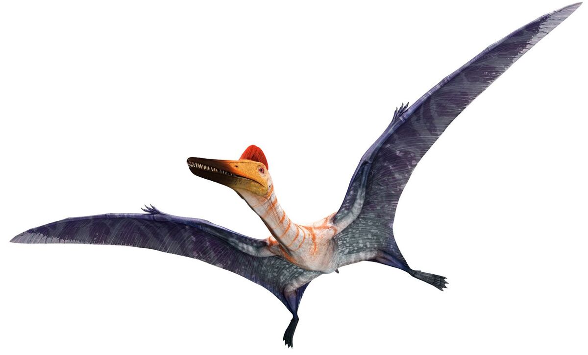 Pterodactyloidea, Paleontology Wiki