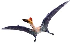 Barrington Park District - Dinosaur Facts: Pterodactyl Pterodactyl are  extinct members of the Pterodactylus genus. Pterodactyls are not actually  dinosaurs, they are a pterosaurs and considered a flying reptile. A  Pterodactyl is