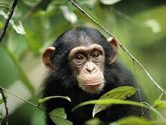 Chimpanzee