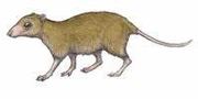 Erythrotherium