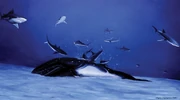 Artwork of sharks eating Marzanoptera tersillae