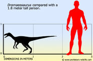 Dromaeosaurus-size