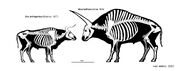 Bison latifrons and bos primigenius comparison by iofryy dfd3df0-fullview