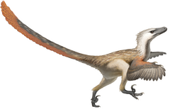 Velociraptor - Wikipedia