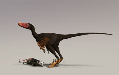 Bambiraptor w turkey vulture colours for web-based news releases only Julius Csotonyi.jpg
