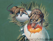 C0048068-Megazostrodon-SPL.jpg