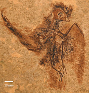 Eocypselus rowei fossil