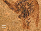 Eocypselus