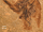 Eocypselus