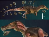 Iberospinus