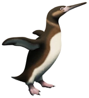 , a large penguin that lived on Seymour Island off the coast of Antarctica at the beginning of the Late Cenozoic Ice Age