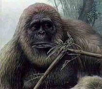 UGorillaGigantopithecus